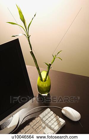 Computer on desk with lucky bamboo in vase. View Large Photo Image Picture - Computer on desk with lucky bamboo in vase.. Fotosearch