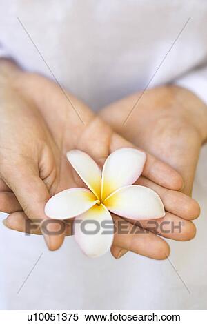 Stock Photography - Close-up of Caucasian mid-adult woman holding plumeria flower.. Fotosearch