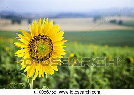 Close-up of one sunflower growing in sunflower field in Tuscany, Italy. View Large Photo Image Stock Photography - Close-up of one sunflower growing in sunflower field in Tuscany, Italy.. Fotosearch