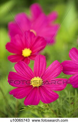Stock Image - Image of cosmos flower.. Fotosearch