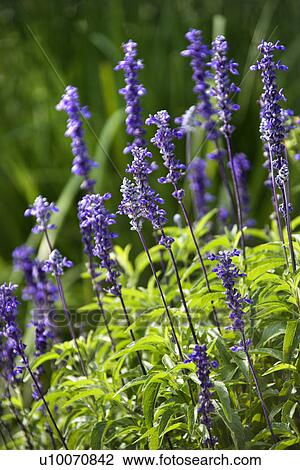Lavender flowers. View Large Photo Image Stock Image - Lavender flowers.. Fotosearch