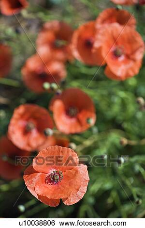 Red poppy flowers. View Large Photo Image Stock Photograph - Red poppy flowers.. Fotosearch