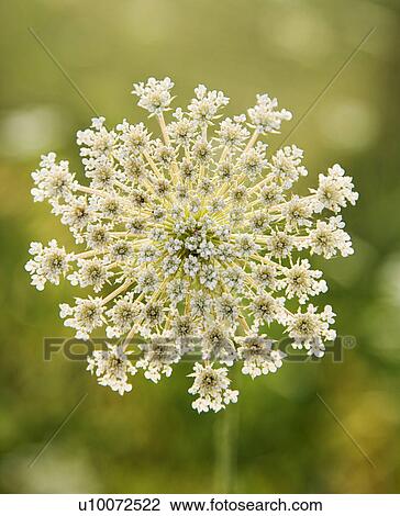 Selective focus close-up of queen anne's lace growing in Tuscany, Italy. View Large Photo Image Stock Image - Selective focus close-up of queen anne's lace growing in Tuscany, Italy.. Fotosearch