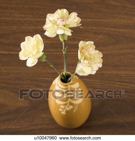 Sill life shot of three white carnations in a vase. View Large Photo Image Stock Image - Sill life shot of three white carnations in a vase.. Fotosearch