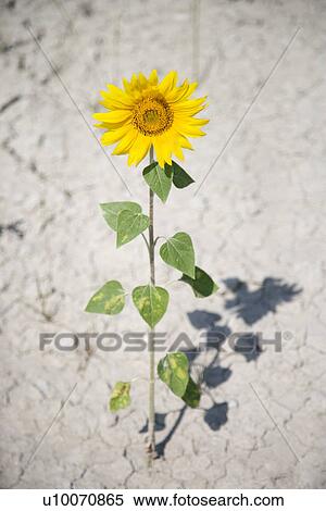 Stock Photography - Single sunflower growing out of cracked dirt.. Fotosearch