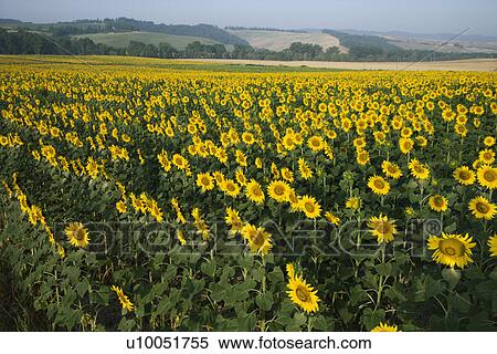 Sunflower field with hills and countryside in Tuscany, Italy. View Large Photo Image Stock Photography - Sunflower field with hills and countryside in Tuscany, Italy.. Fotosearch