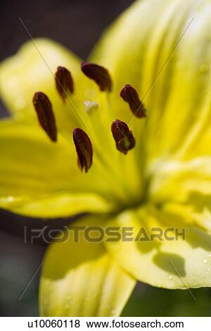 Yellow day lilly bloom. View Large Photo Image Stock Photo - Yellow day lilly bloom.. Fotosearch