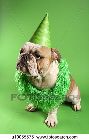 Stock Photography - English Bulldog with serious expression wearing lei and party hat and sitting on green background.. Fotosearch