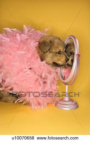 Stock Photo - Puppy wearing pink feather boa in front of mirror.. Fotosearch