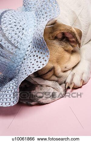 Stock Photograph - Close-up of English bulldog sleeping on pink background and wearing a bonnet.. Fotosearch