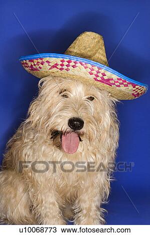 Fluffy brown dog wearing Mexican sombrero. View Large Photo Image Stock Image - Fluffy brown dog wearing Mexican sombrero.. Fotosearch