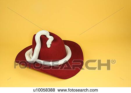 Texas Rat Snake wrapped around cowboy hat. View Large Photo Image Stock Photo - Texas Rat Snake wrapped around cowboy hat.. Fotosearch