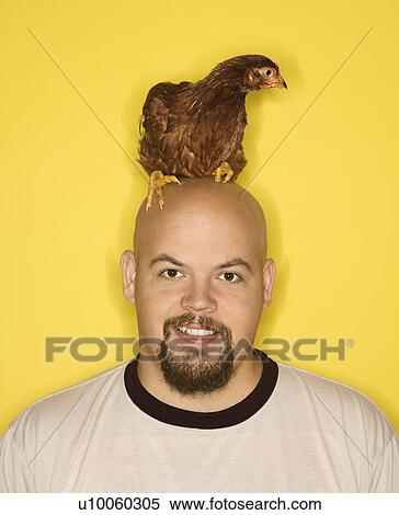 Bald caucasian mid-adult man with Golden Laced Wyandotte chicken on his head. View Large Photo Image Stock Photography - Bald caucasian mid-adult man with Golden Laced Wyandotte chicken on his head.. Fotosearch