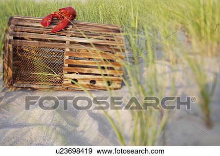Stock Photo - High angle view of a lobster on a lobster trap. Fotosearch