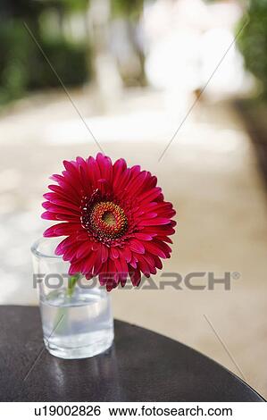 Close-up of a flower in a glass View Large Photo Image Stock Photograph - Close-up of a flower in a glass. Fotosearch