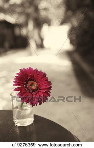 Close-up of a flower in a glass View Large Photo Image Stock Photo - Close-up of a flower in a glass. Fotosearch