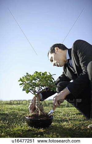 Stock Image - Business man nurturing bonsai outdoors. Fotosearch