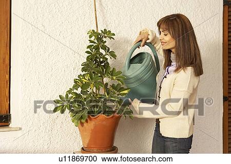 Woman watering pot plant, smiling View Large Photo Image Stock Image - Woman watering pot plant, smiling. Fotosearch