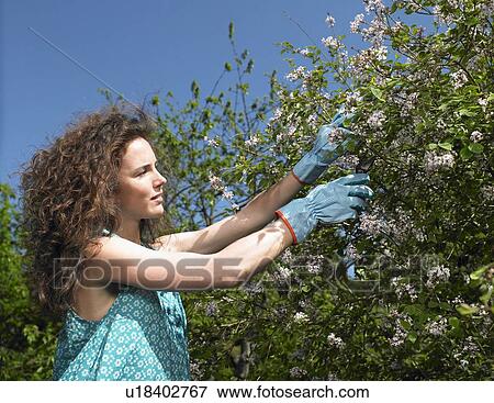 Woman working in the garden View Large Photo Image Stock Photo - Woman working in the garden. Fotosearch