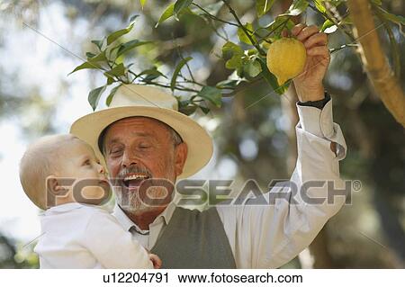 Stock Image - Grandfather showing lemon tree to baby. Fotosearch