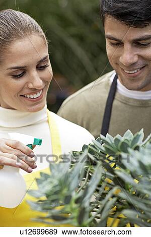 Female and male florist spraying water on plant View Large Photo Image Stock Photo - Female and male florist spraying water on plant. Fotosearch