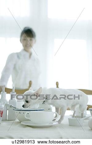 Dog on dining table View Large Photo Image Stock Image - Dog on dining table. Fotosearch