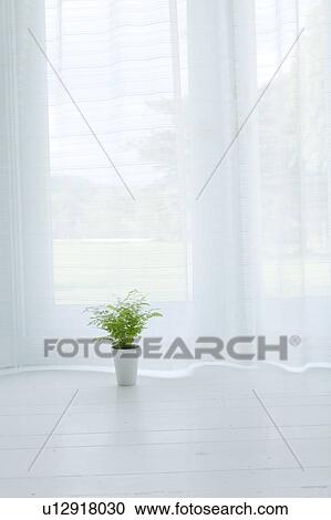 Stock Image - Potted plant in front of window. Fotosearch