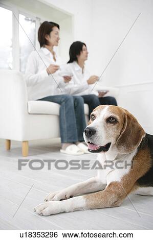 Stock Photograph - Young couple and Beagle. Fotosearch