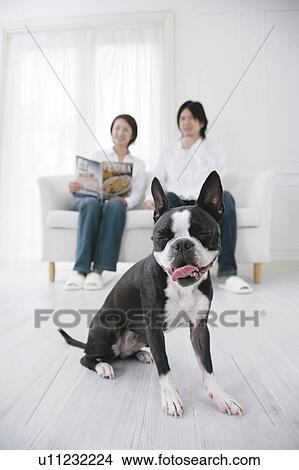 Young couple and Boston Terrier View Large Photo Image Picture - Young couple and Boston Terrier. Fotosearch