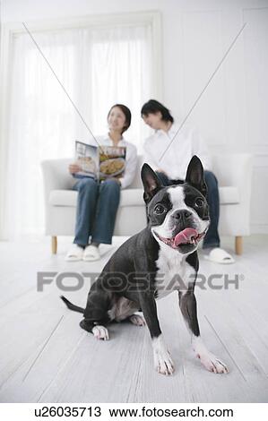 Stock Image - Young couple and Boston Terrier. Fotosearch