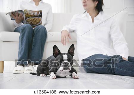 Young couple and Boston Terrier View Large Photo Image Stock Photograph - Young couple and Boston Terrier. Fotosearch
