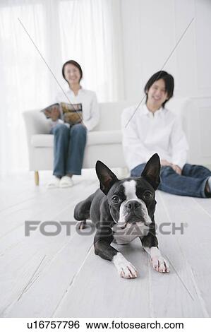 Young couple and Boston Terrier View Large Photo Image Stock Photograph - Young couple and Boston Terrier. Fotosearch