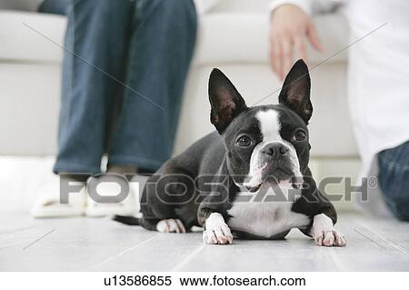 Young couple and Boston Terrier View Large Photo Image Stock Photography - Young couple and Boston Terrier. Fotosearch