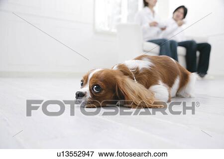 Young couple and cavalier king Charles spaniel View Large Photo Image Stock Photo - Young couple and cavalier king Charles spaniel. Fotosearch