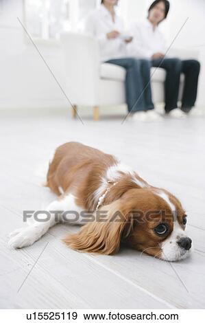 Stock Photo - Young couple and cavalier king Charles spaniel. Fotosearch