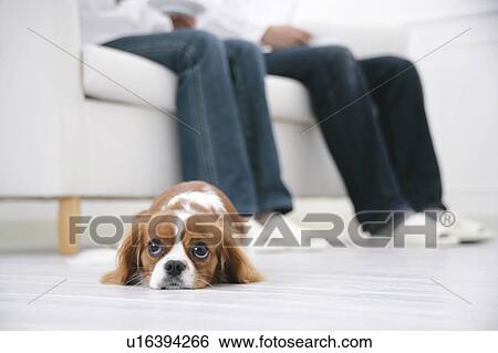 Young couple and cavalier king Charles spaniel View Large Photo Image Stock Photograph - Young couple and cavalier king Charles spaniel. Fotosearch