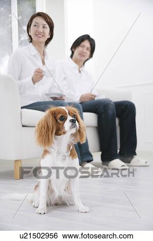 Stock Photograph - Young couple and cavalier king Charles spaniel. Fotosearch