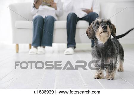 Young couple and Dachshund View Large Photo Image Stock Image - Young couple and Dachshund. Fotosearch