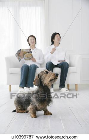 Stock Photo - Young couple and Dachshund. Fotosearch