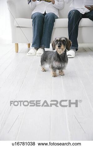 Stock Photo - Young couple and Dachshund. Fotosearch