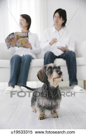 Stock Photography - Young couple and Dachshund. Fotosearch