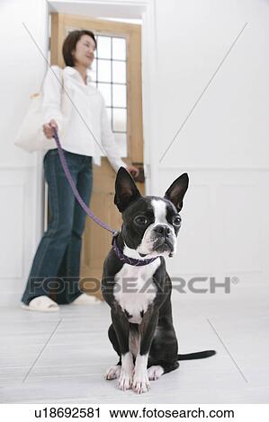 Young woman and Boston Terrier View Large Photo Image Stock Image - Young woman and Boston Terrier. Fotosearch