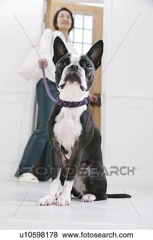Young woman and Boston Terrier View Large Photo Image Stock Photo - Young woman and Boston Terrier. Fotosearch