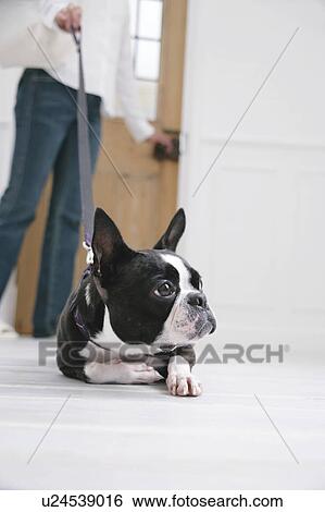 Stock Photograph - Young woman and Boston Terrier. Fotosearch