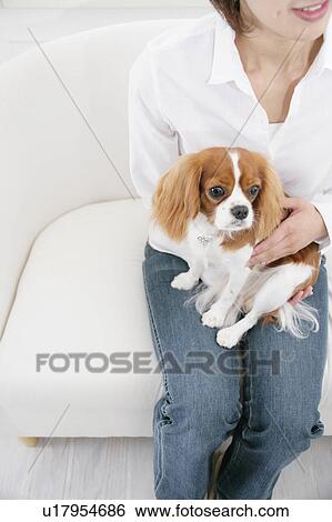 Stock Photograph - Young woman and cavalier king Charles spaniel. Fotosearch