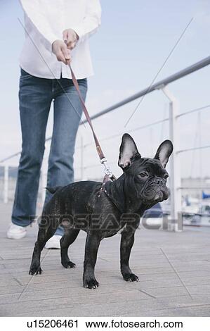 Young woman and French Bulldog View Large Photo Image Stock Image - Young woman and French Bulldog. Fotosearch
