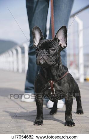 Stock Image - Young woman and French Bulldog. Fotosearch