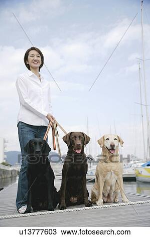 Stock Image - Young woman and Labrador retrievers. Fotosearch
