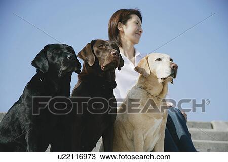 Young woman and Labrador retrievers View Large Photo Image Stock Image - Young woman and Labrador retrievers. Fotosearch