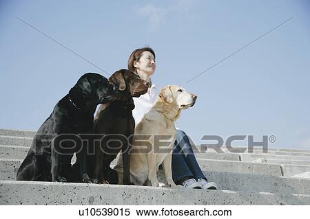 Stock Photography - Young woman and Labrador retrievers. Fotosearch